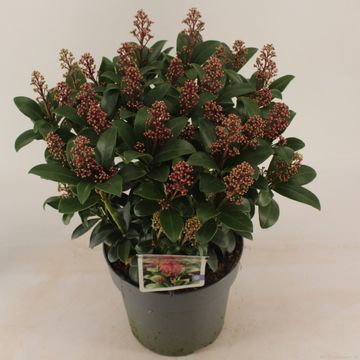 Skimmia japonica 'Celebrations'