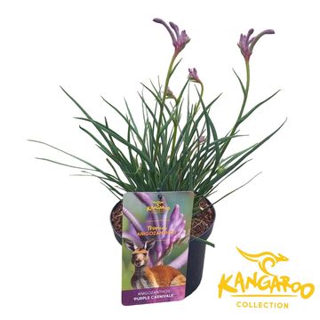 Anigozanthos 'Purple Carnivale'