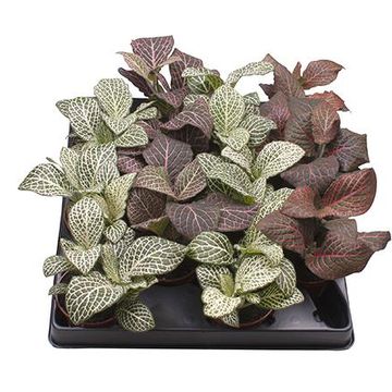 Fittonia MIX