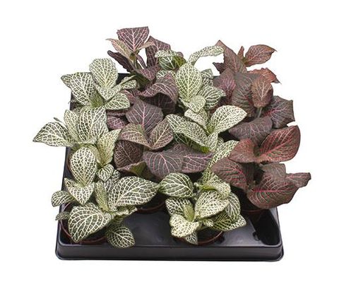 Fittonia MIX