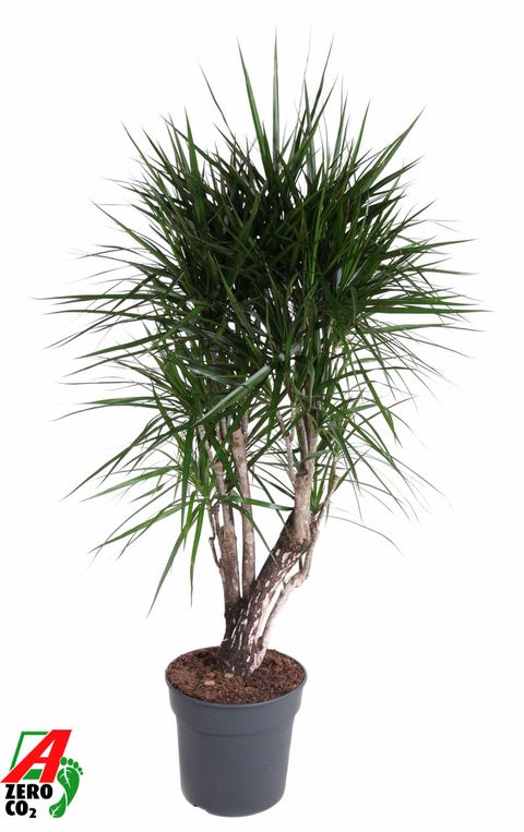 Dracaena marginata