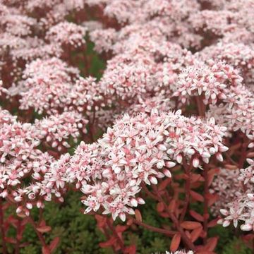 Sedum album 'Coral Carpet'