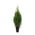 Thuja occidentalis 'Smaragd'
