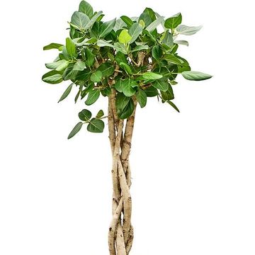 Ficus benghalensis 'Audrey'