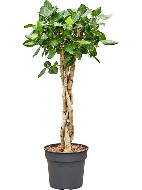 Ficus benghalensis 'Audrey'