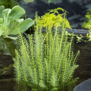 Hippuris vulgaris