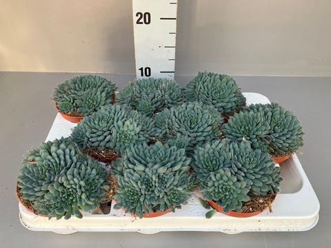 Echeveria rundelli