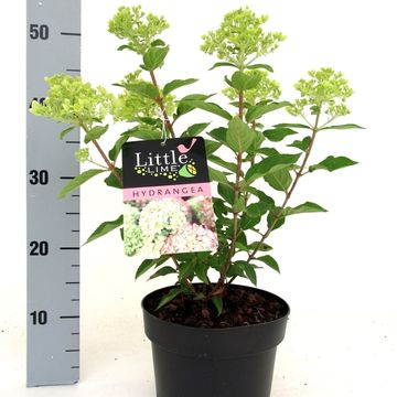 Hydrangea paniculata LITTLE LIME
