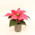 Euphorbia pulcherrima CHRISTMAS FEELINGS PINK