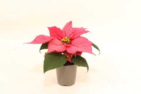 Euphorbia pulcherrima CHRISTMAS FEELINGS PINK