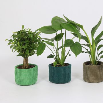 Φυτά εσωτερικού χώρου MIX