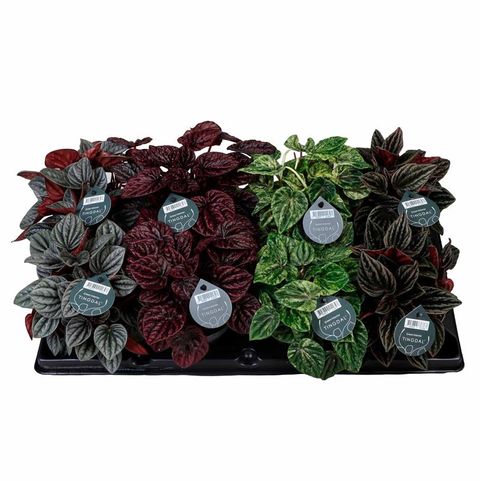 Peperomia caperata MIX