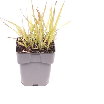 Panicum virgatum 'Shenandoah'