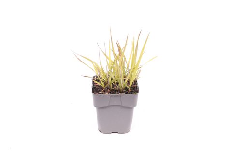 Panicum virgatum 'Shenandoah'