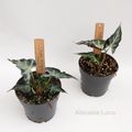 Alocasia 'Loco'