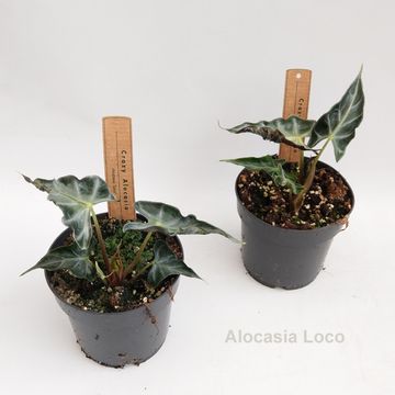 Alocasia 'Loco'