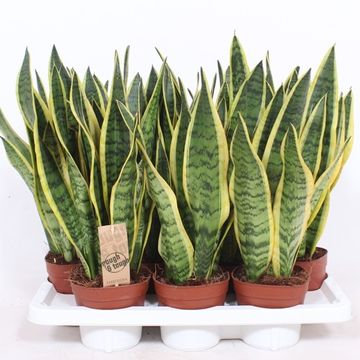 Sansevieria trifasciata 'Laurentii'