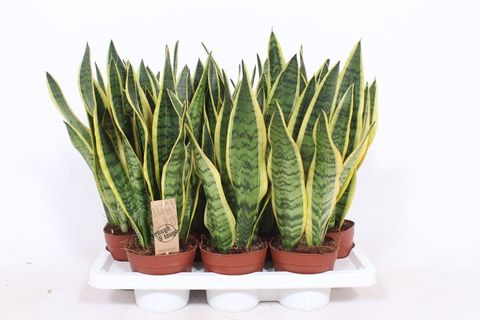 Sansevieria trifasciata 'Laurentii'