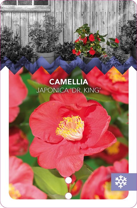 Camellia japonica 'Dr King'