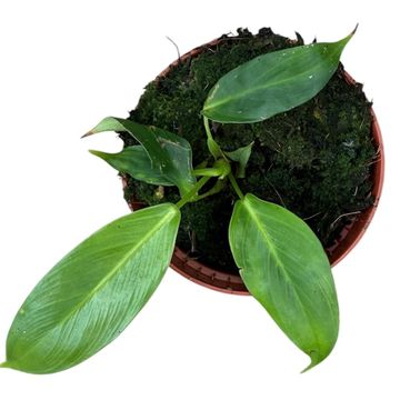 Philodendron patriciae