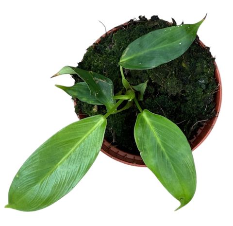 Philodendron patriciae