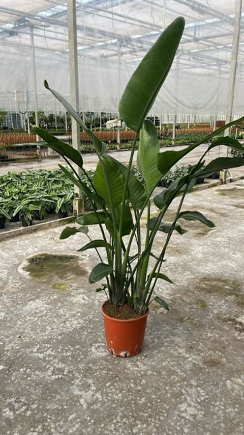 Strelitzia nicolai