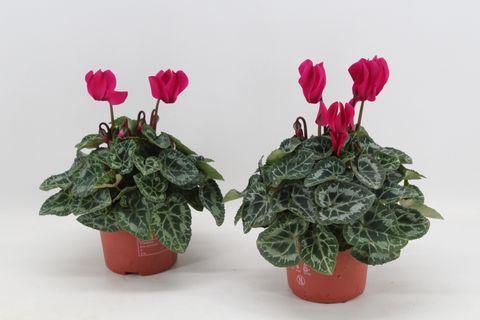 Cyclamen SUPER SERIE VERANO LIGHT VIOLET