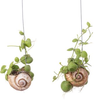 Arrangement Dischidia