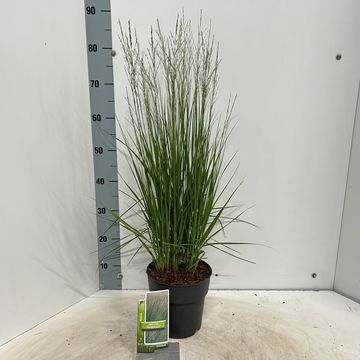 Molinia caerulea 'Heidebraut'