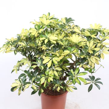 Schefflera arboricola 'Trinette'