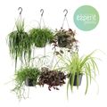 Hanging plants MIX