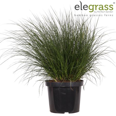 Pennisetum alopecuroides 'Hameln'