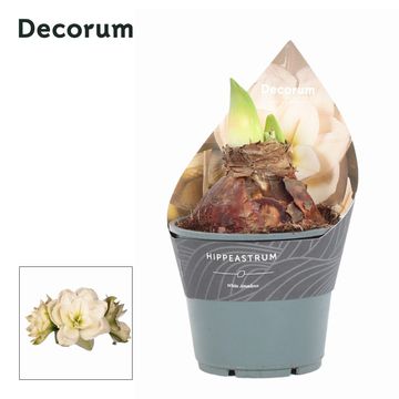 Hippeastrum 'White Amadeus'