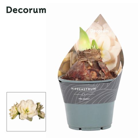 Hippeastrum 'White Amadeus'