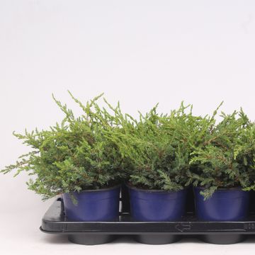 Juniperus communis 'Repanda'