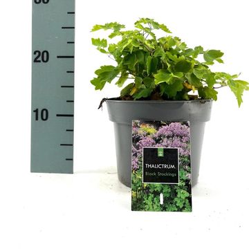 Thalictrum 'Black Stockings'