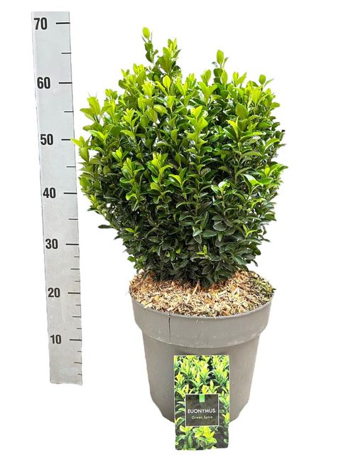 Euonymus japonicus 'Green Spire'