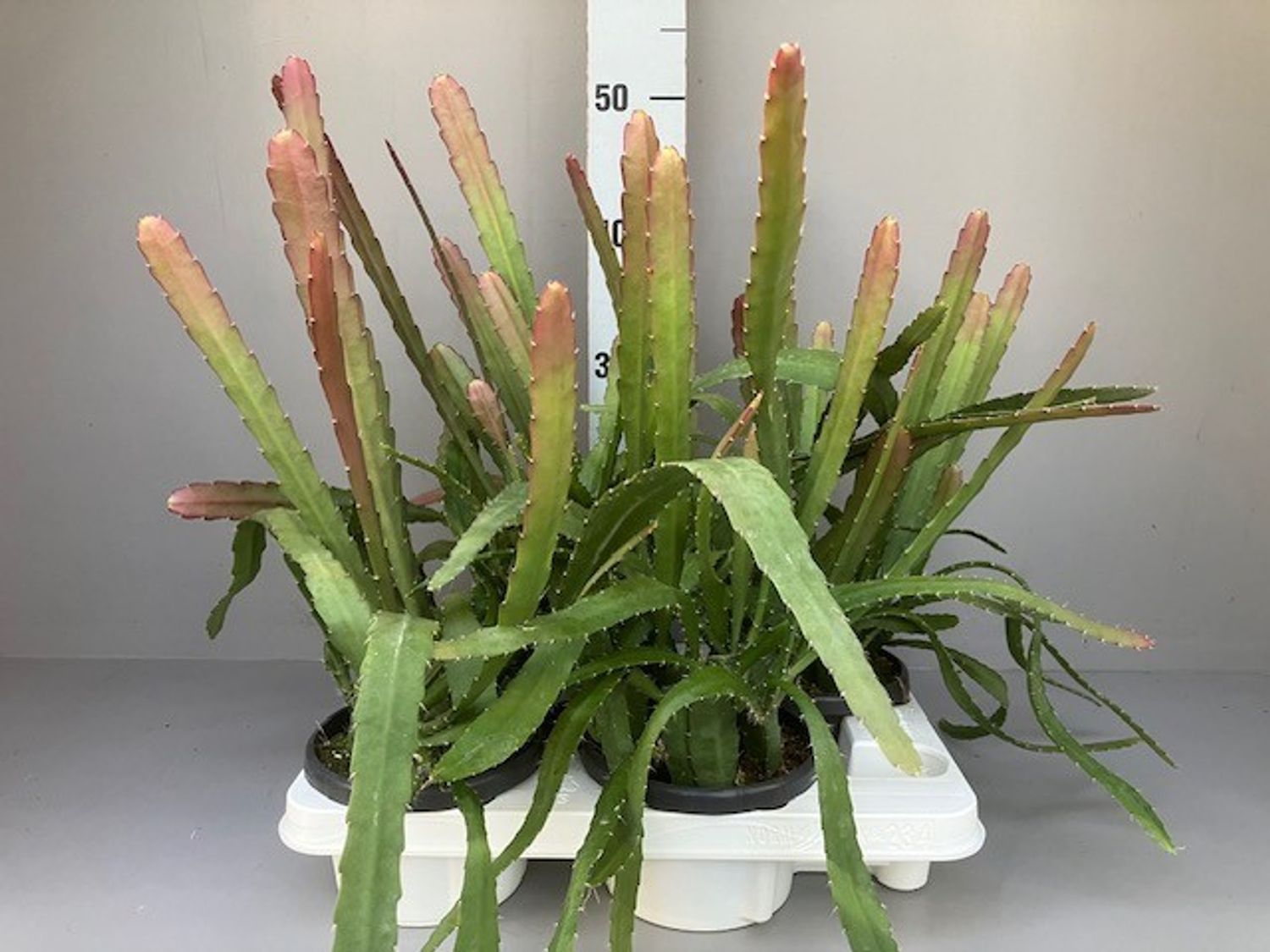 Epiphyllum anguliger RED TIP  Pflanzengrohandel FlorAccess