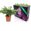 Calathea 'Silverstar'