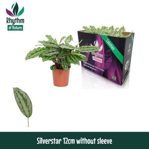 Calathea 'Silverstar'