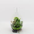 Arrangement Basic Fundamentals Terrarium