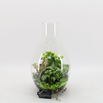 Arrangement Basic Fundamentals Terrarium