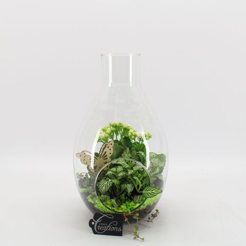 Arrangement Basic Fundamentals Terrarium
