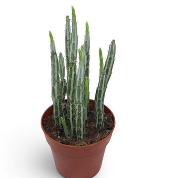 Senecio stapeliiformis