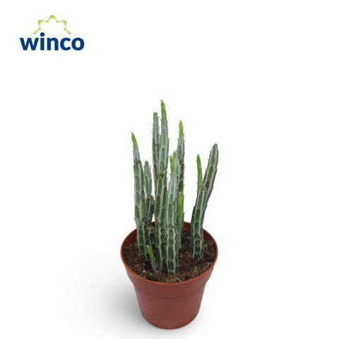 Senecio stapeliiformis