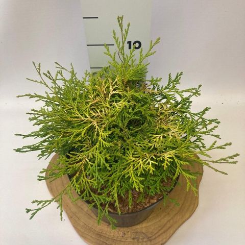 Chamaecyparis obtusa 'Kamarachiba'