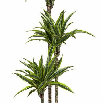 Dracaena fragrans 'Lemon Lime'
