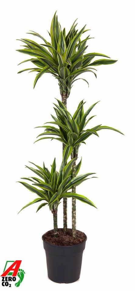 Dracaena fragrans 'Lemon Lime'