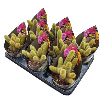 Hildewintera aureispina