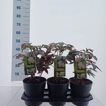 Paeonia 'Shirley Temple'